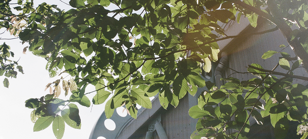 Sunlight coming through leaves in a tree