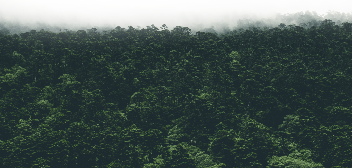 Lush green trees in a forest