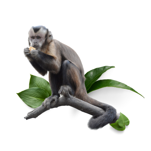 Global conservation - monkey on branch