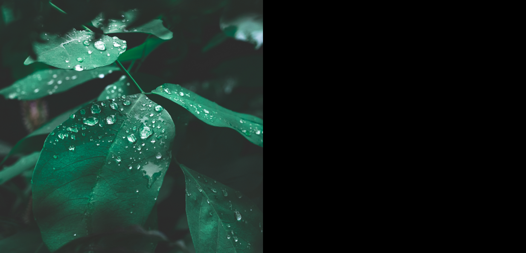 Water drops on a green leaf